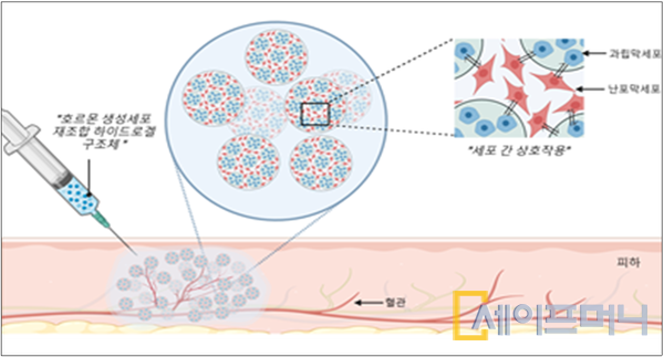 ▲ 난소에서 채취한 세포들을 하이드로겔 구조체에 담은 후 쥐의 피하에 주사하면 세포 간 상호작용으로 호르몬을 스스로 생성한다. ⓒ 분당서울대병원