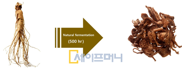 ▲ 자연 숙성 인삼 소재 림파낙스(LymphanaxTM)(오른쪽). ⓒ 아모레퍼시픽