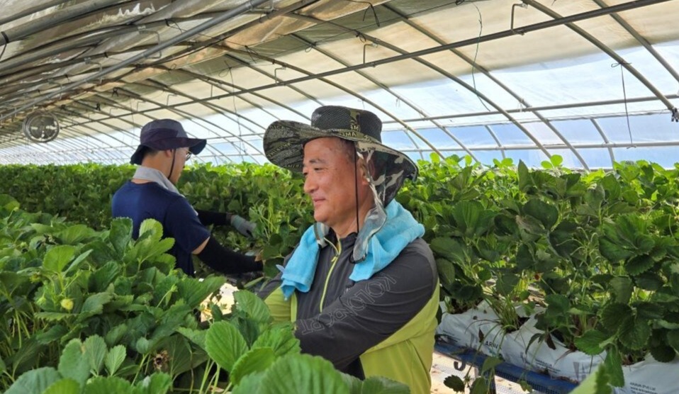 ▲ 문상철 NH농협무역 대표이사가 강원도 춘천 농가에서 임직원들과 딸기 잎을 제거하고 있다. ⓒ 농협