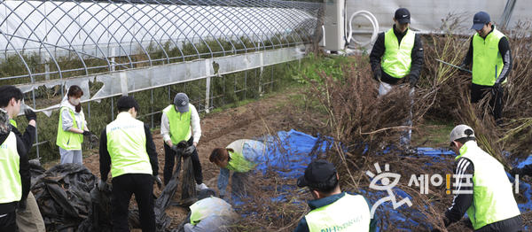 ▲ 농협상호금융 임직원들이 경기 양평 지역 내 농가를 방문해 일손돕기 활동을 하고 있다. ⓒ 농협